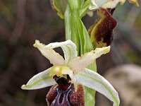Ophrys exaltata ssp marzuola (occidentalis) 4, Saxifraga-Hans Dekker