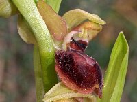 Ophrys exaltata ssp marzuola 10, Saxifraga-Hans Dekker