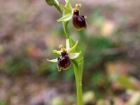 Ophrys exaltata ssp marzuola 21, Saxifraga-Hans Dekker
