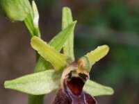 Ophrys exaltata ssp marzuola 22, Saxifraga-Hans Dekker