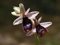 Ophrys explanata 5, Saxifraga-Hans Dekker