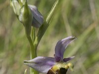 Ophrys fuciflora 14, Saxifraga-Willem van Kruijsbergen