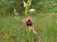 Ophrys fuciflora 25, Saxifraga-Hans Grotenhuis