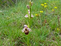 Ophrys fuciflora 26, Saxifraga-Hans Grotenhuis