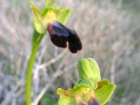 Ophrys fusca ssp iricolor 94, Regenboogophrys, Saxifraga-Ed Stikvoort : s10 cyprus