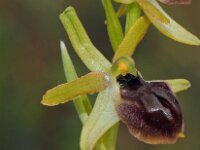 Ophrys grassoana 3, Saxifraga-Hans Dekker