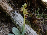 Ophrys hebes