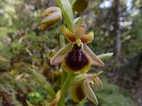 Ophrys hebes 2, Saxifraga-Ed Stikvoort : Kernitsa - Magouliana - Valteseniko