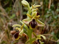 Ophrys hebes 3, Saxifraga-Ed Stikvoort : Elati - Vytina - Lagkadia