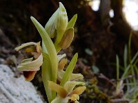Ophrys hebes 4, Saxifraga-Ed Stikvoort : Valteseniko - Lagkadia
