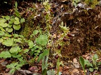 Ophrys hebes 5, Saxifraga-Ed Stikvoort : Elati - Vytina - Lagkadia