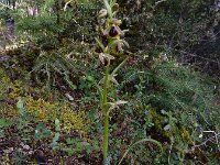 Ophrys hebes 6, Saxifraga-Ed Stikvoort : Kernitsa - Magouliana - Valteseniko