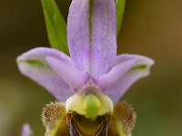 Ophrys heldreichii 21, Saxifraga-Harry Jans