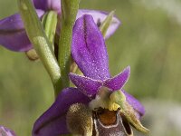 Ophrys heldreichii 4, Saxifraga-Willem van Kruijsbergen