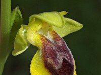 Ophrys helenica 3, Saxifraga-Hans Dekker