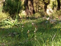 Ophrys heterochila 3, Saxifraga-Hans Dekker