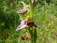 Ophrys holoserica 53, Saxifraga-Hans Grotenhuis