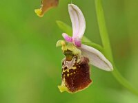 Ophrys holoserica 54, Saxifraga-Mark Zekhuis
