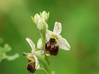 Ophrys holoserica 55, Saxifraga-Mark Zekhuis