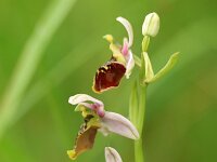 Ophrys holoserica 56, Saxifraga-Mark Zekhuis