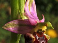 Ophrys holoserica 6, Saxifraga-Hans Dekker
