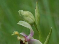 Ophrys holoserica ssp elatior 23, Saxifraga-Willem van Kruijsbergen