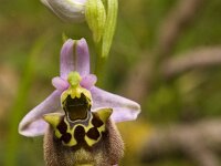 Ophrys holoserica subsp. episcopalis : Gebied, Israel, Ophrys, Orchid, www.Saxifraga.nl