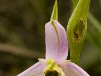 Ophrys holoserica subsp. episcopalis : Gebied, Israel, Ophrys, Orchid, www.Saxifraga.nl