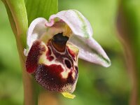 Ophrys holosericea 52, Saxifraga-Hans Dekker