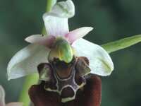Ophrys holosericea