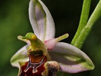 Ophrys holosericea 10, Saxifraga-Hans Dekker