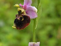 Ophrys holosericea 11, Saxifraga-Hans Dekker