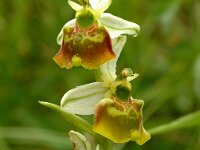 Ophrys holosericea 12, Saxifraga-Hans Dekker