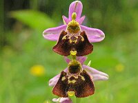 Ophrys holosericea 2, Saxifraga-Hans Dekker