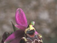 Ophrys holosericea 3, Saxifraga-Hans Dekker