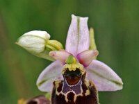 Ophrys holosericea 49, Saxifraga-Hans Dekker