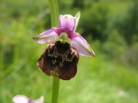 Ophrys holosericea 5, Saxifraga-Kees Laarhoven