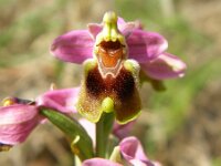 Ophrys holosericea 50, Saxifraga-Rudmer Zwerver