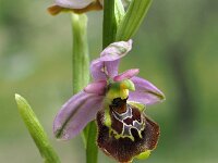 Ophrys holosericea 51, Saxifraga-Hans Dekker