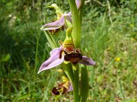 Ophrys holosericea 53, Saxifraga-Hans Grotenhuis
