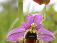 Ophrys holosericea 57, Hommelorchis, Saxifraga-Ed Stikvoort