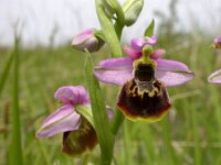Ophrys holosericea 58, Hommelorchis, Saxifraga-Ed Stikvoort