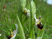 Ophrys holosericea 59, Hommelorchis, Saxifraga-Ed Stikvoort