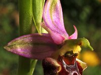 Ophrys holosericea 6, Saxifraga-Hans Dekker