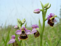 Ophrys holosericea 60, Hommelorchis, Saxifraga-Ed Stikvoort