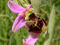 Ophrys holosericea 61, Hommelorchis, Saxifraga-Ed Stikvoort