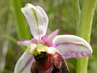 Ophrys holosericea 62, Hommelorchis, Saxifraga-Ed Stikvoort