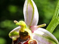 Ophrys holosericea 8, Saxifraga-Hans Dekker