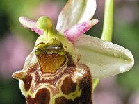 Ophrys holosericea 9, Saxifraga-Hans Dekker