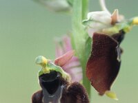 Ophrys holosericea ssp annae 13, Saxifraga-Hans Dekker